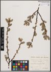 Foto von Salix caprea L.